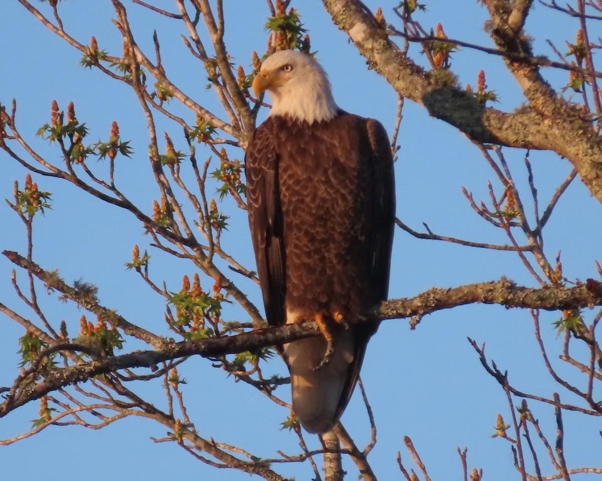 Bald Eagle - ML616605409