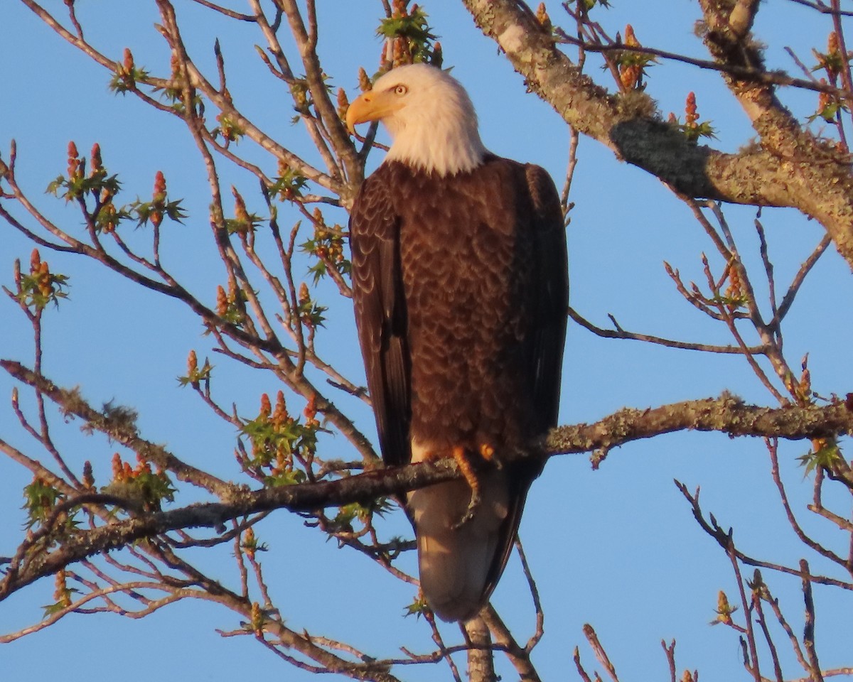 Bald Eagle - ML616605411