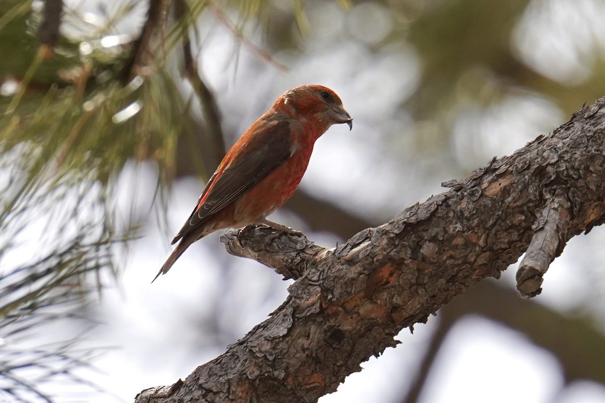 Red Crossbill - Bob Plohr