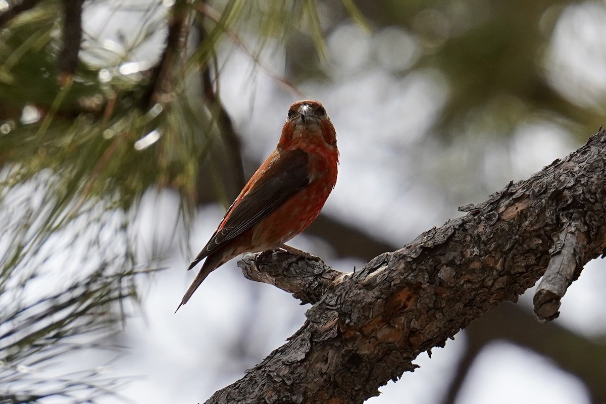 Red Crossbill - Bob Plohr