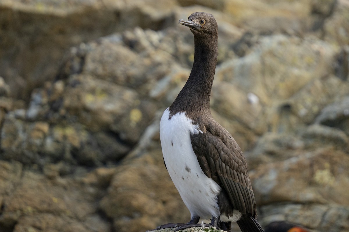 Magellanic Cormorant - ML616605457