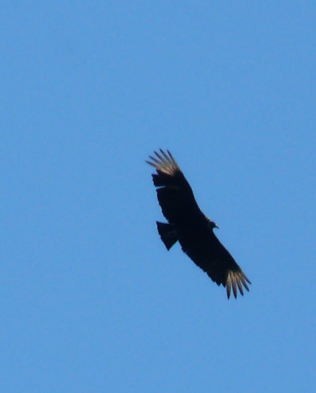 Black Vulture - ML616605459