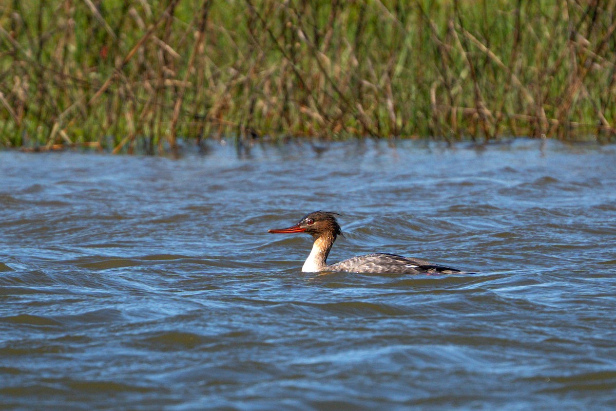 Red-breasted Merganser - Dori Eldridge