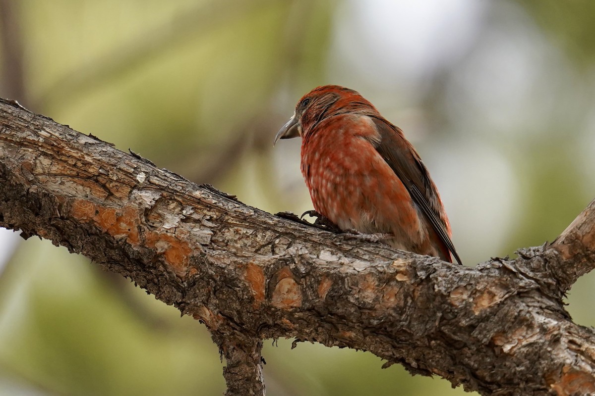 Red Crossbill - ML616605470