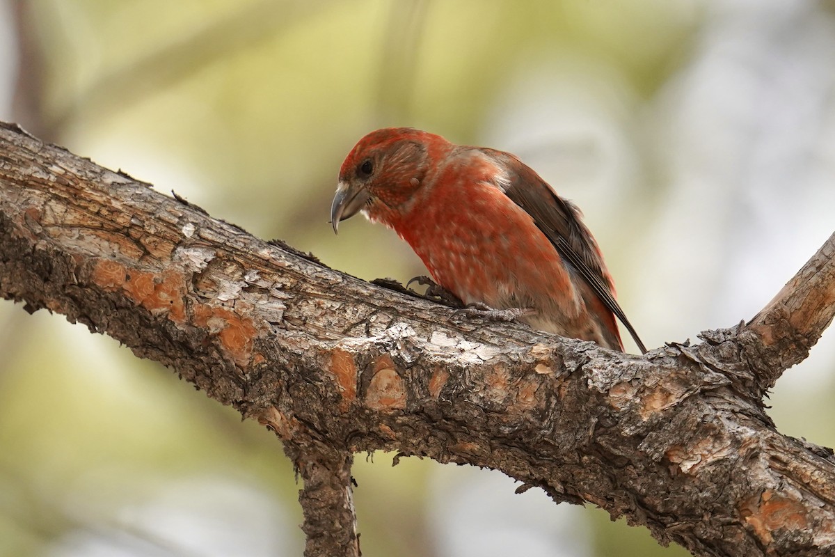 Red Crossbill - ML616605471