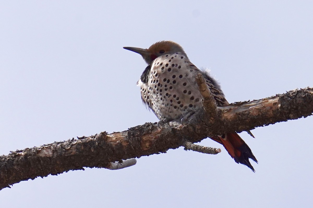 Northern Flicker - ML616605492