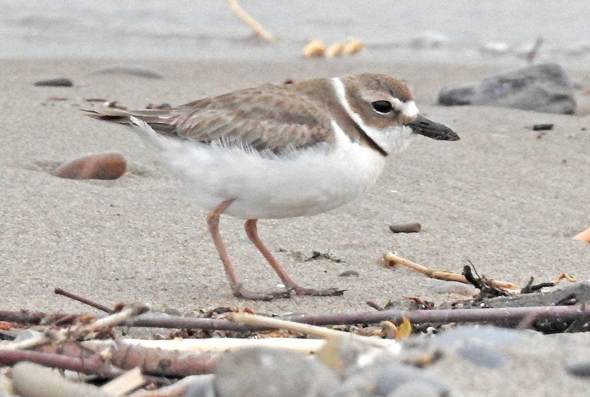 Wilson's Plover - Jean Iron