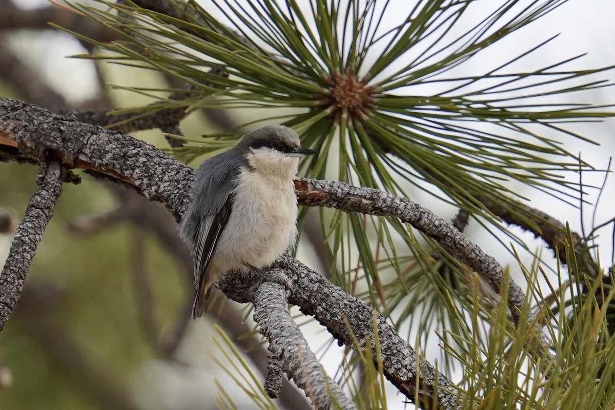 Pygmy Nuthatch - Bob Plohr