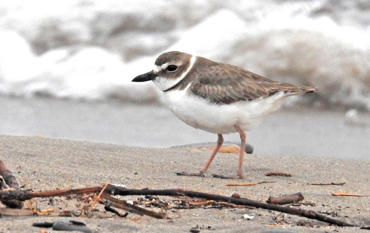 Wilson's Plover - Jean Iron