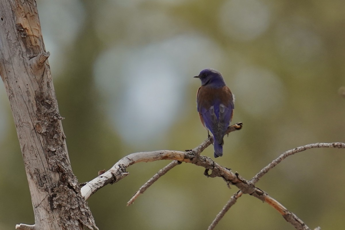 Western Bluebird - ML616605517