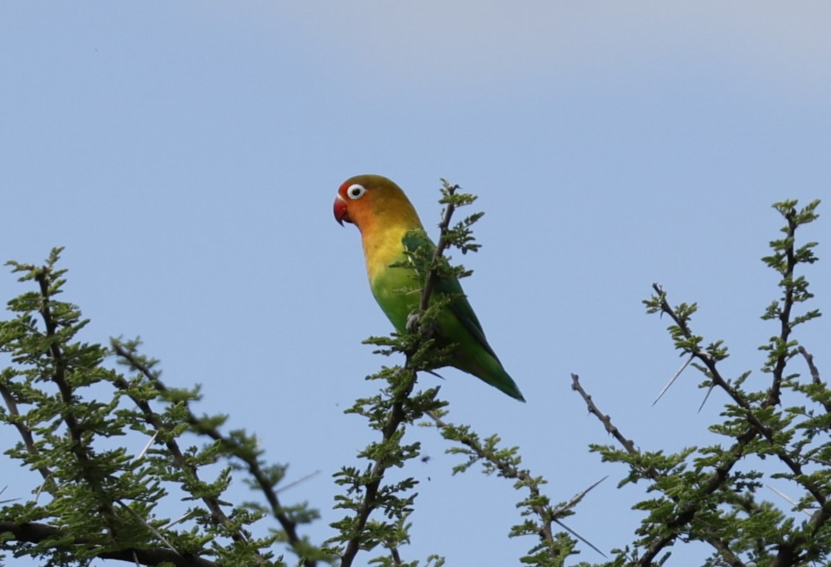 Fischer's Lovebird - ML616605520