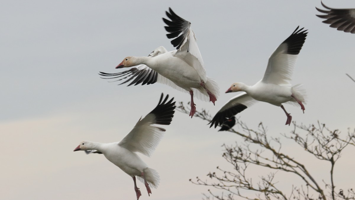 Snow Goose - ML616605525