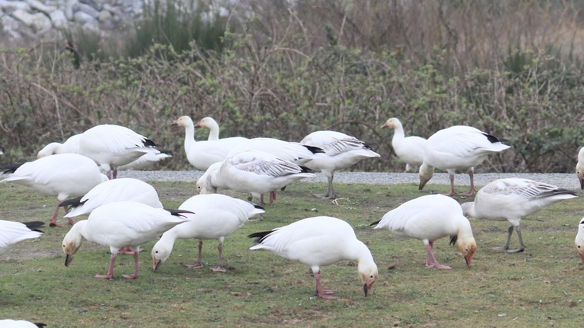 Snow Goose - ML616605526