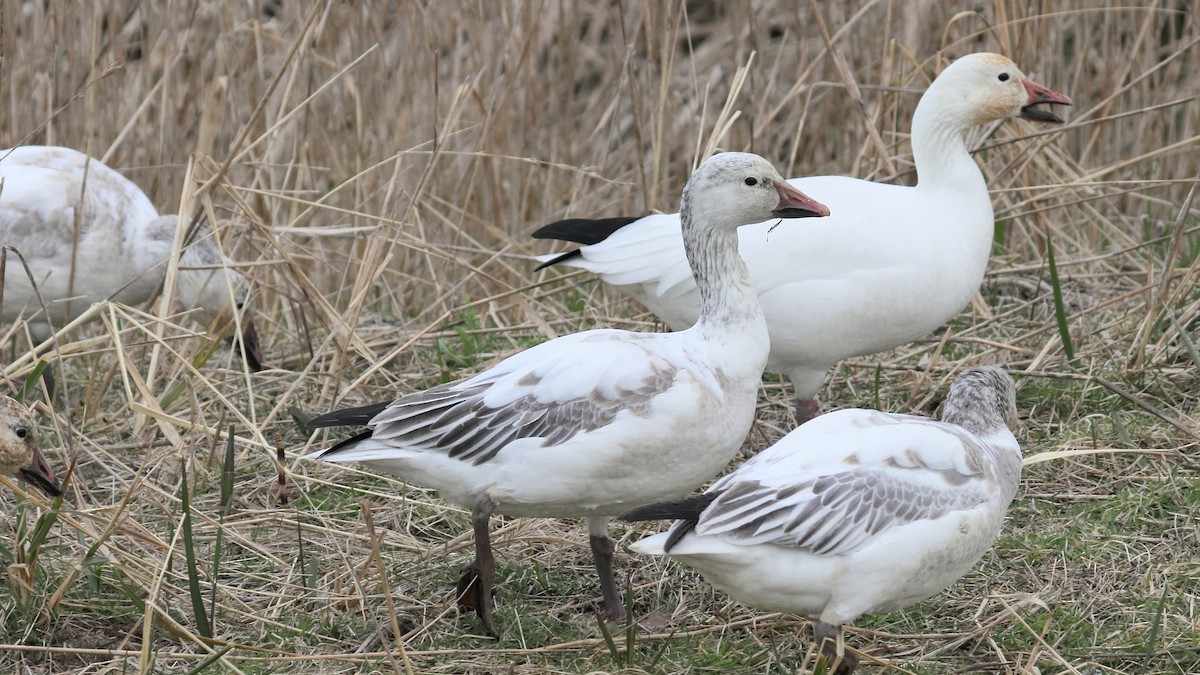 Snow Goose - ML616605528