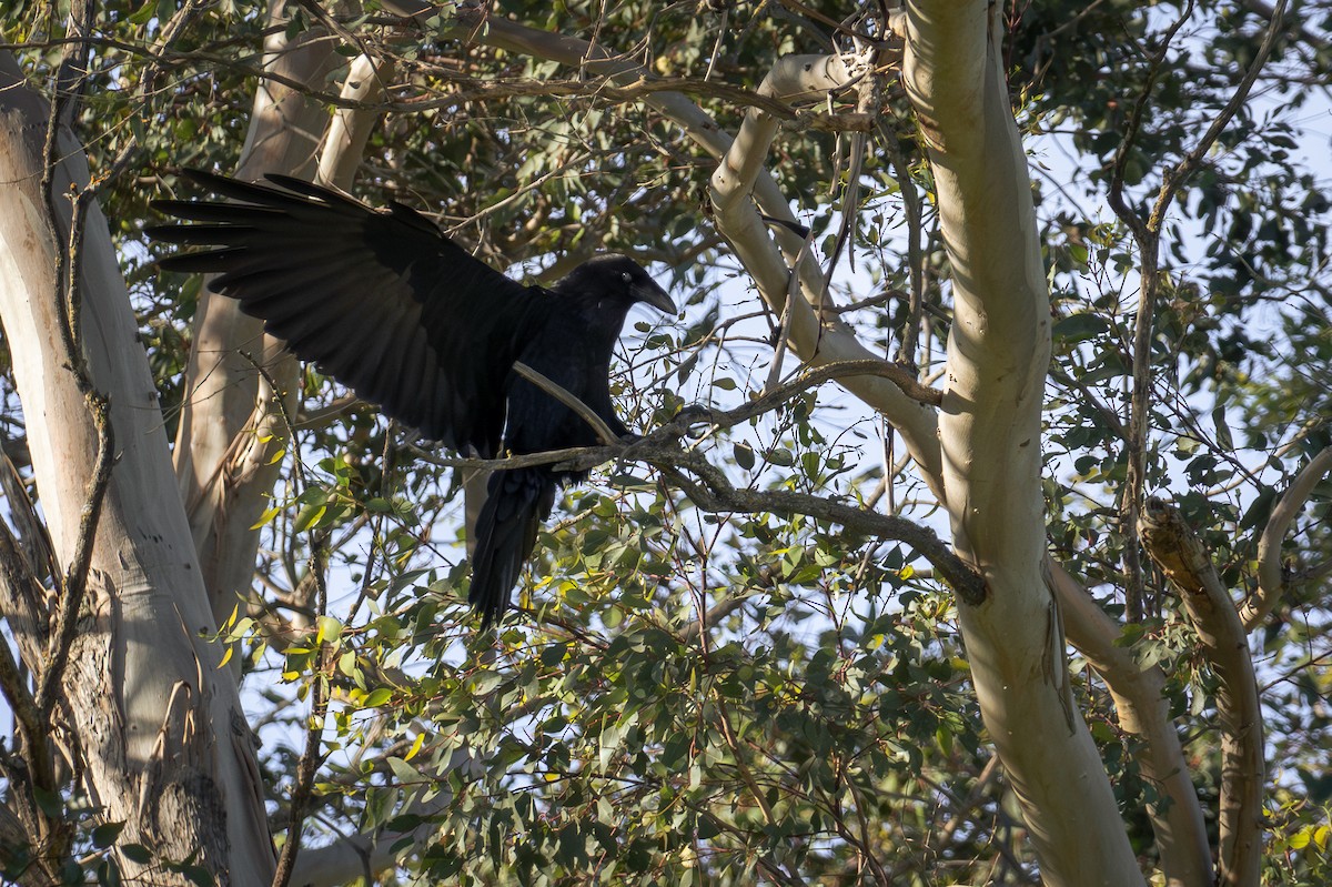 Common Raven - ML616605530