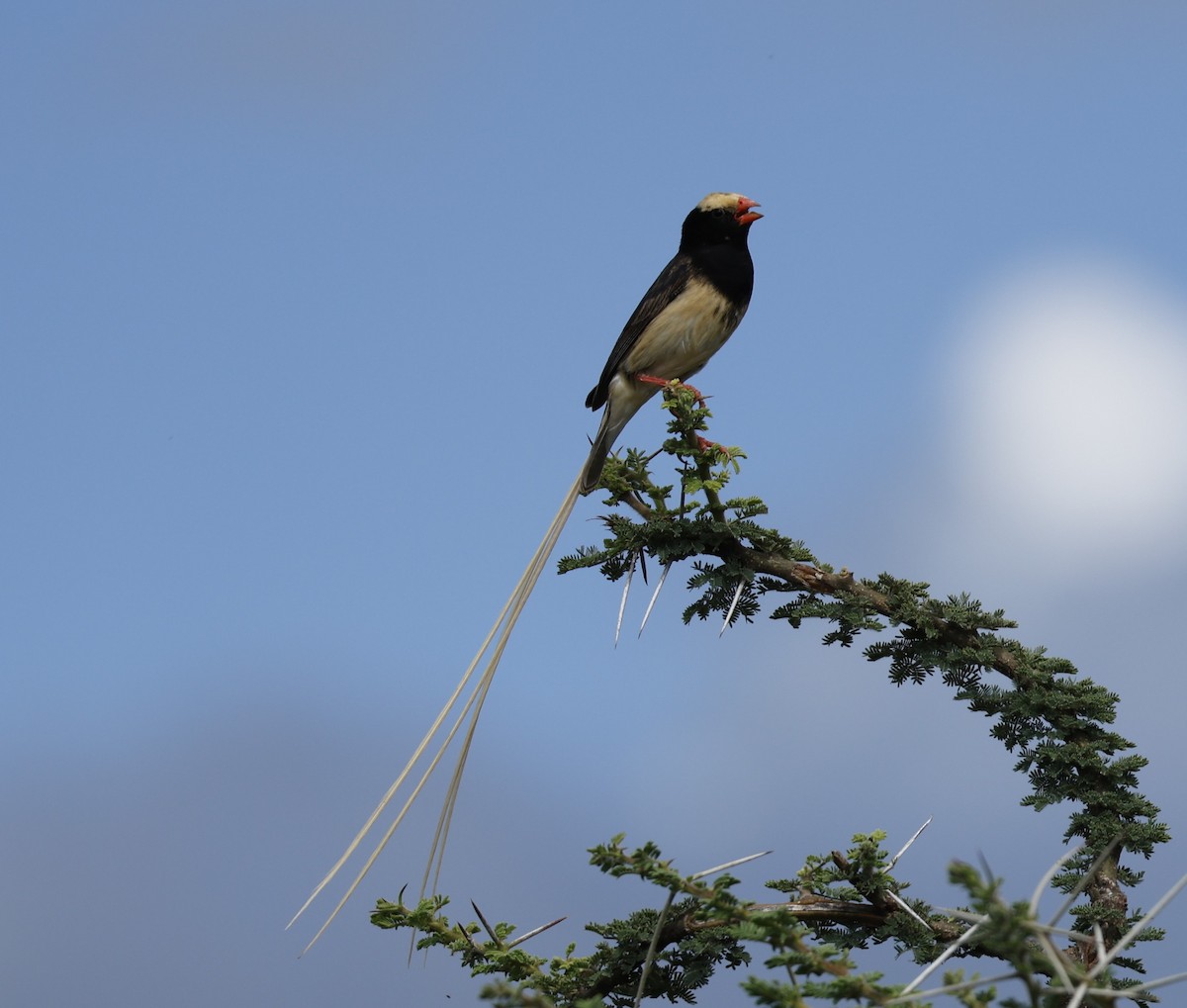 Straw-tailed Whydah - ML616605531