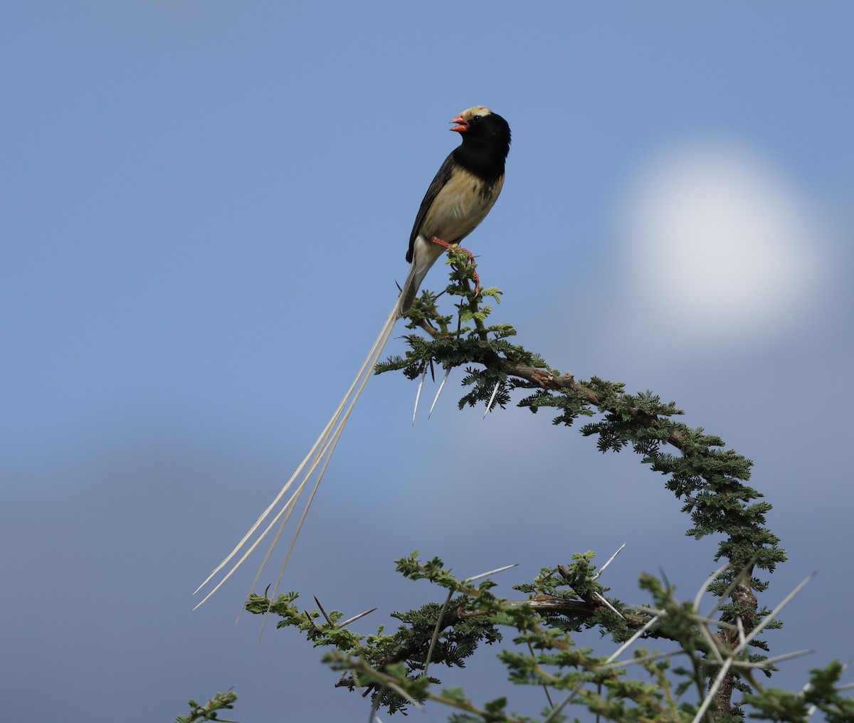 Straw-tailed Whydah - ML616605532