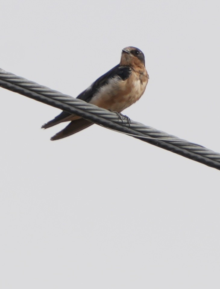 Barn Swallow - ML616605547