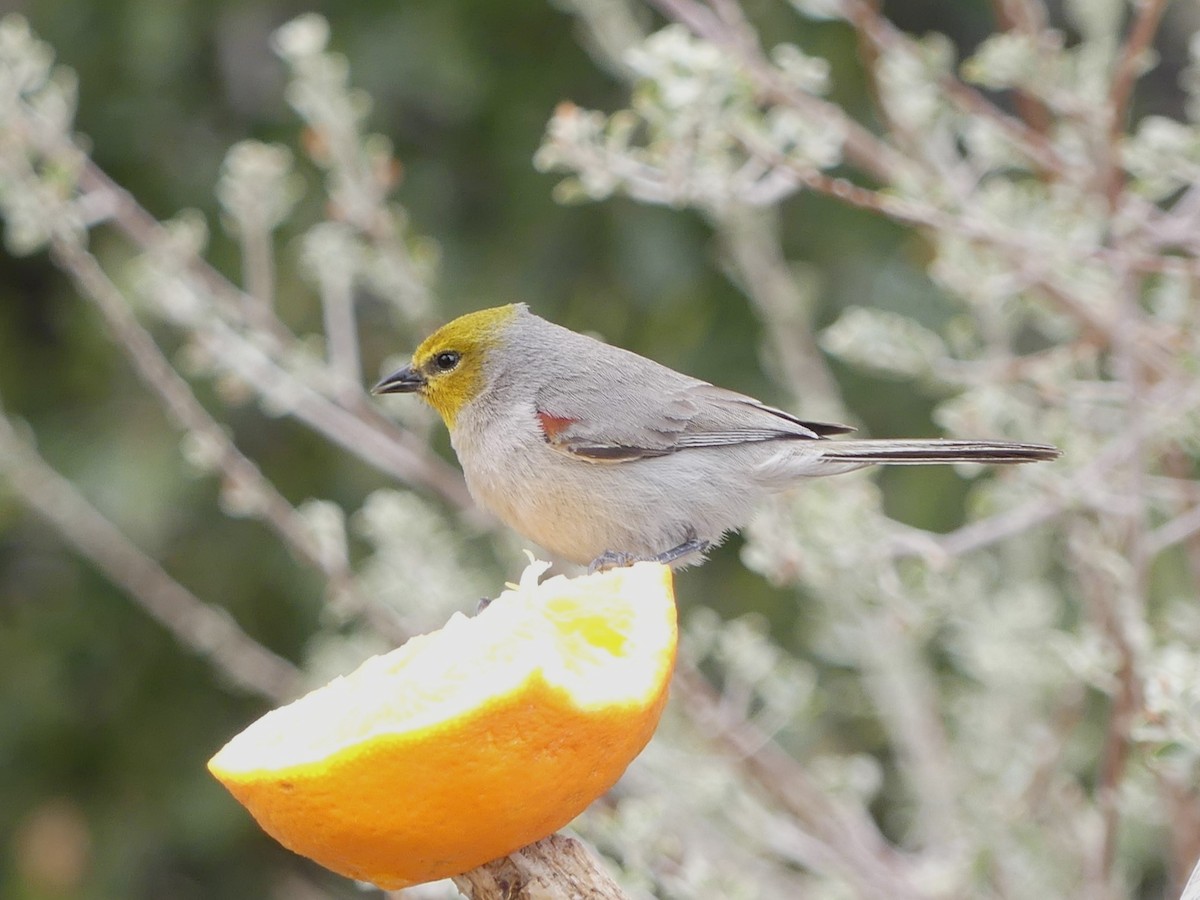 Verdin - Ted Down