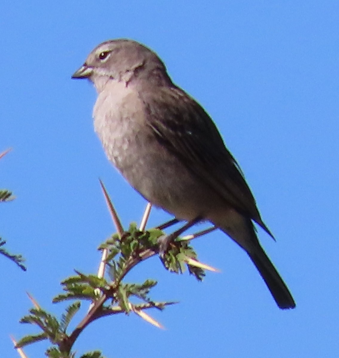 Ash-breasted Sierra Finch - ML616605564