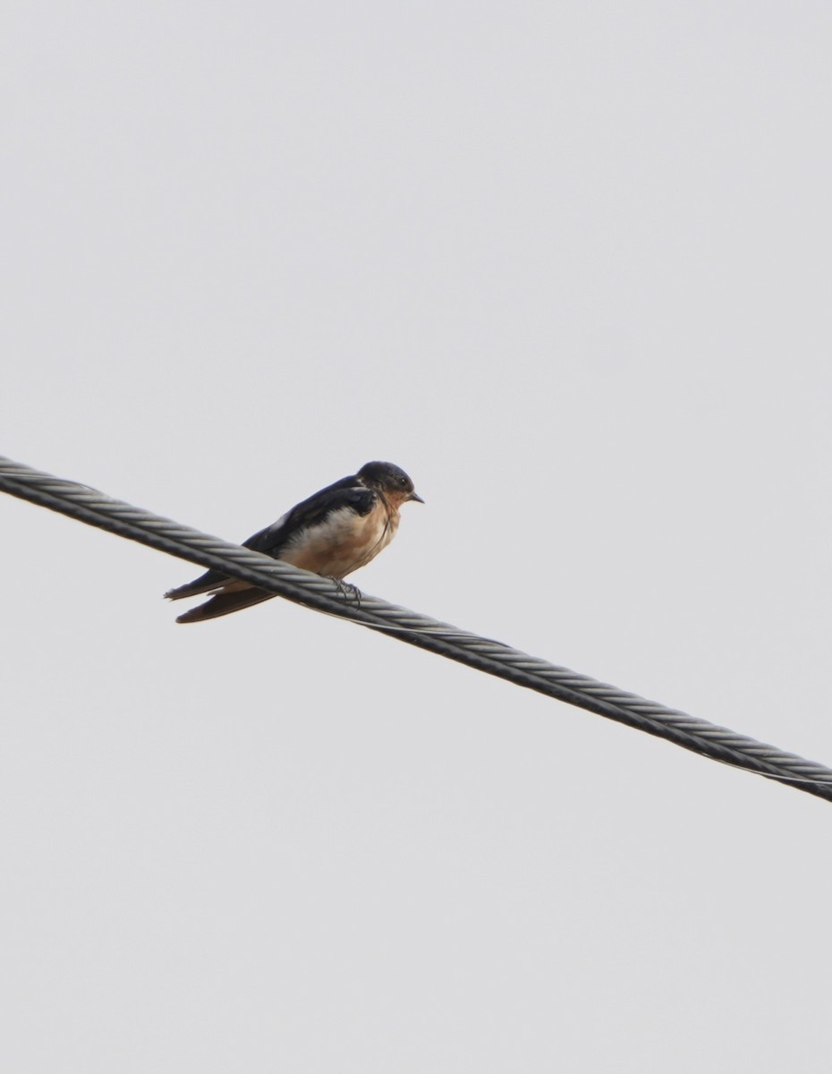 Barn Swallow - ML616605592