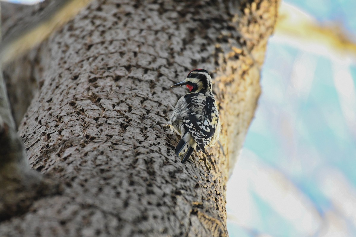 Yellow-bellied Sapsucker - ML616605593