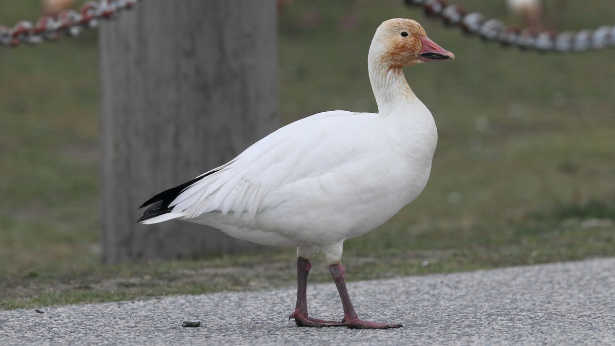 Snow Goose - ML616605603