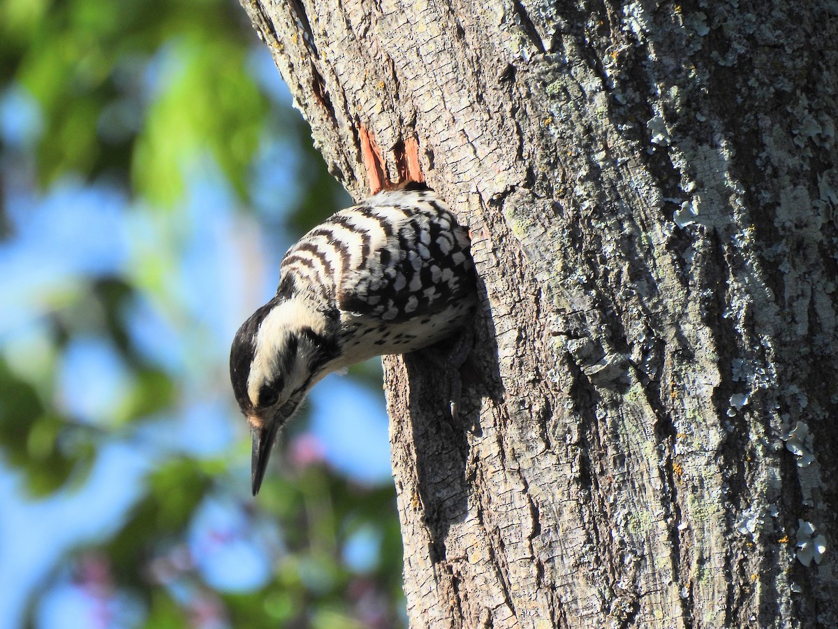 Ladder-backed Woodpecker - ML616605606