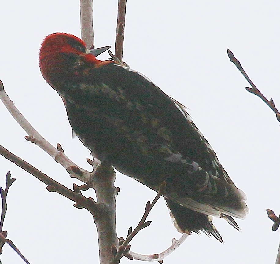 Red-breasted Sapsucker - ML616605632