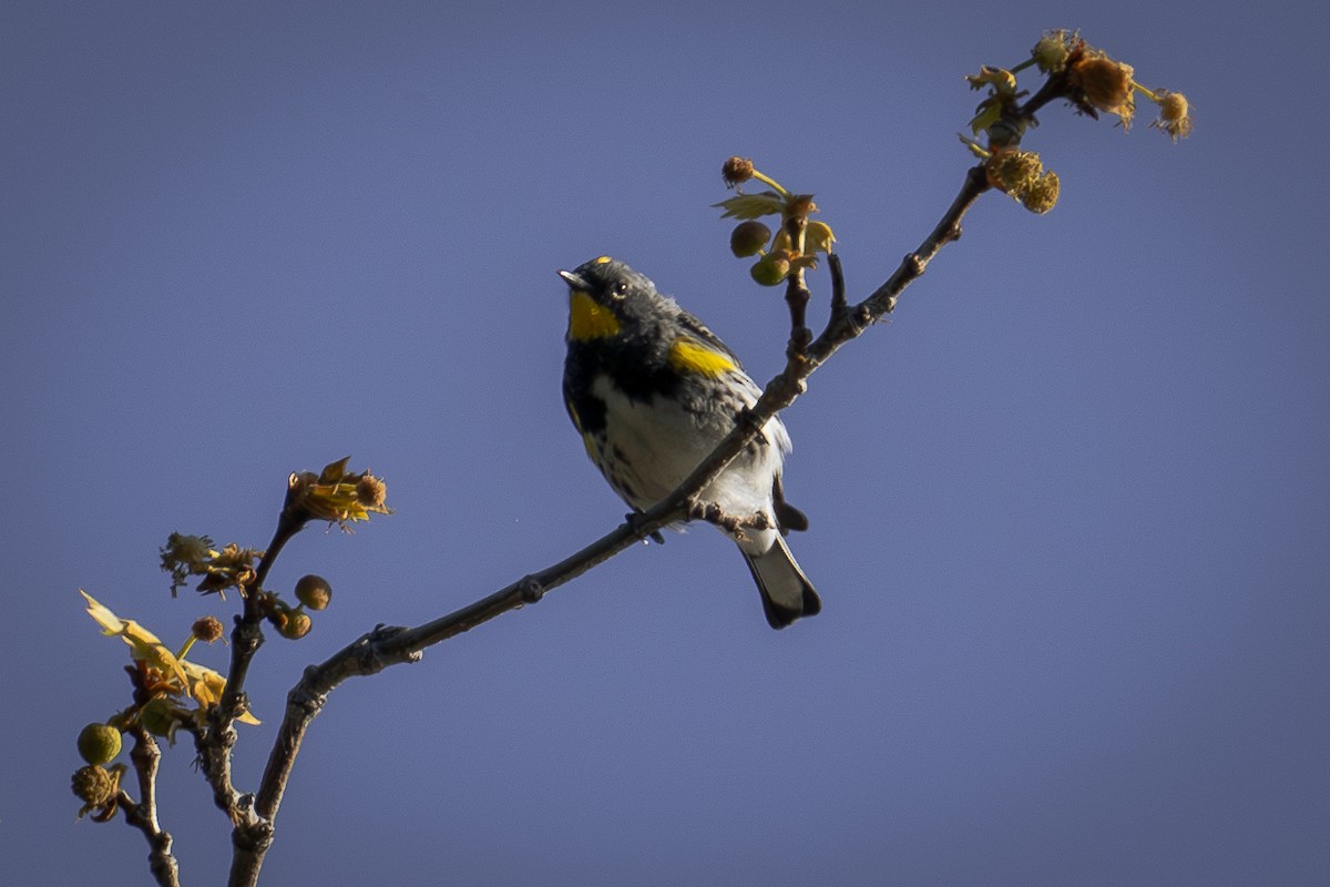 Yellow-rumped Warbler - ML616605678