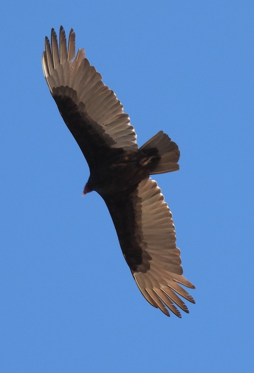 Turkey Vulture - ML616605681