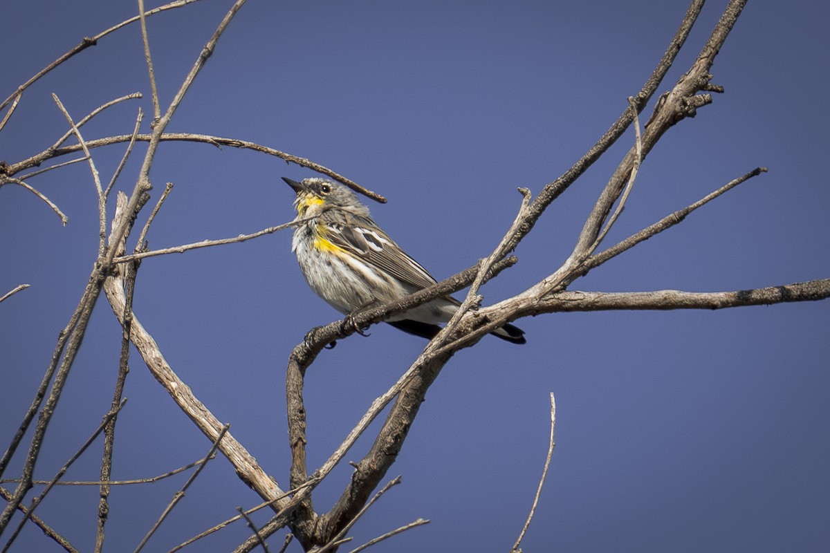 Yellow-rumped Warbler - ML616605699