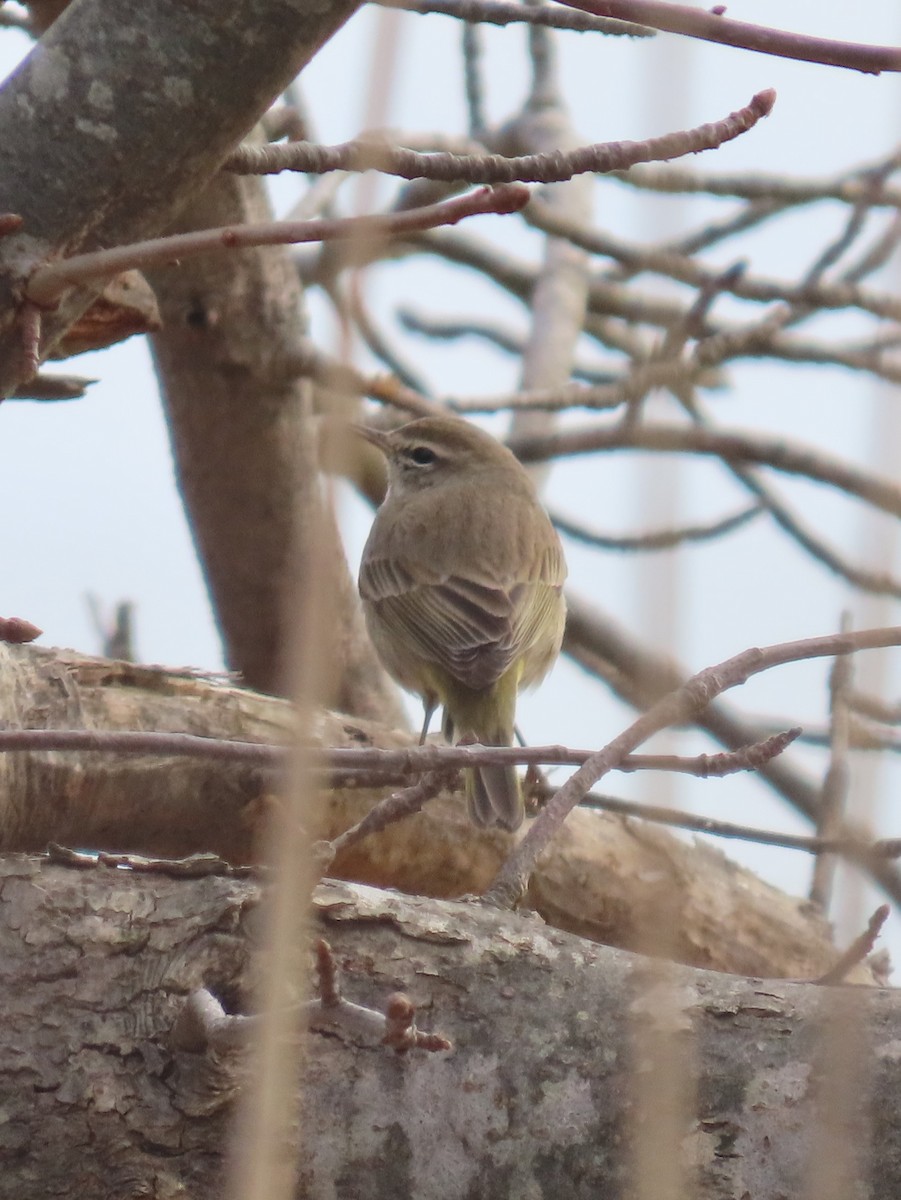 Palm Warbler (Western) - ML616605718