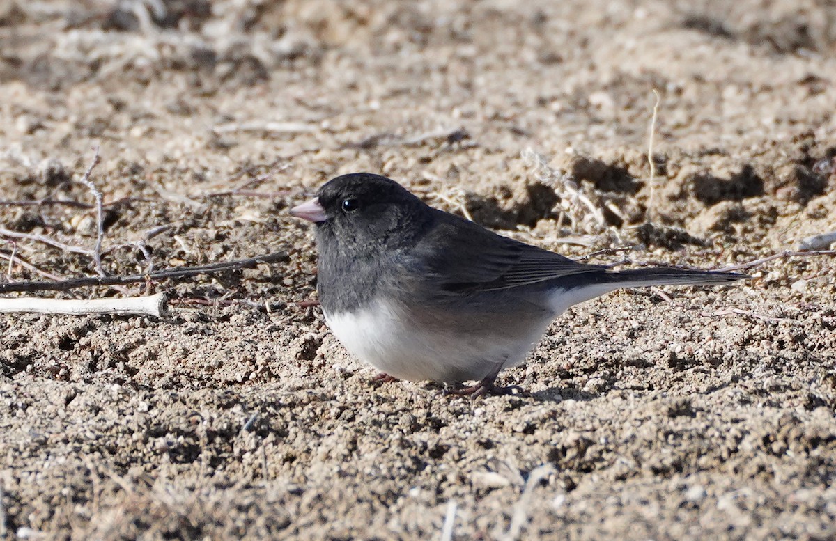 Dark-eyed Junco - ML616605721