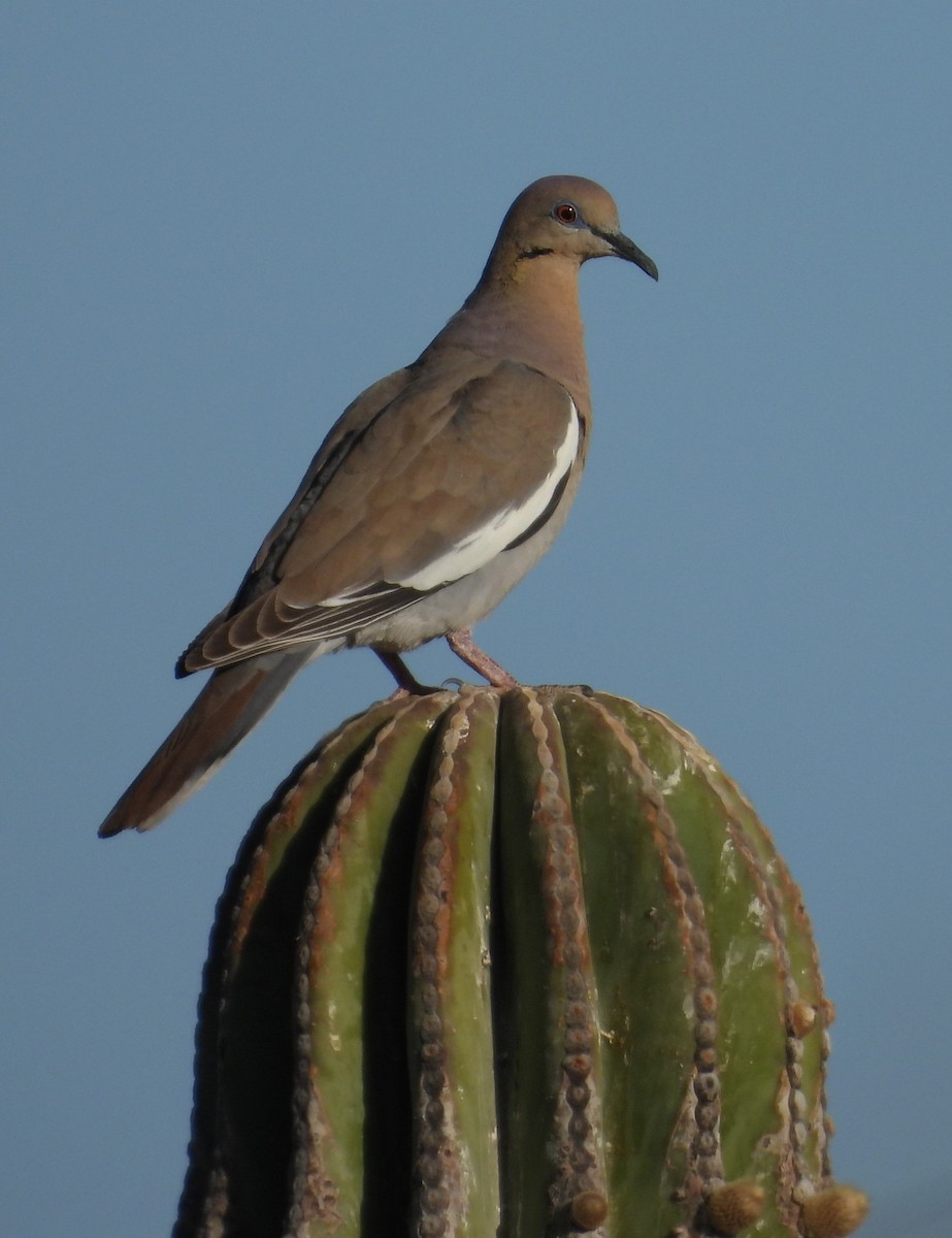 White-winged Dove - ML616605755