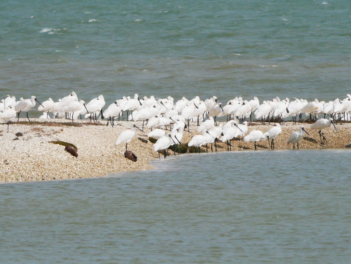 Royal Spoonbill - ML616605758