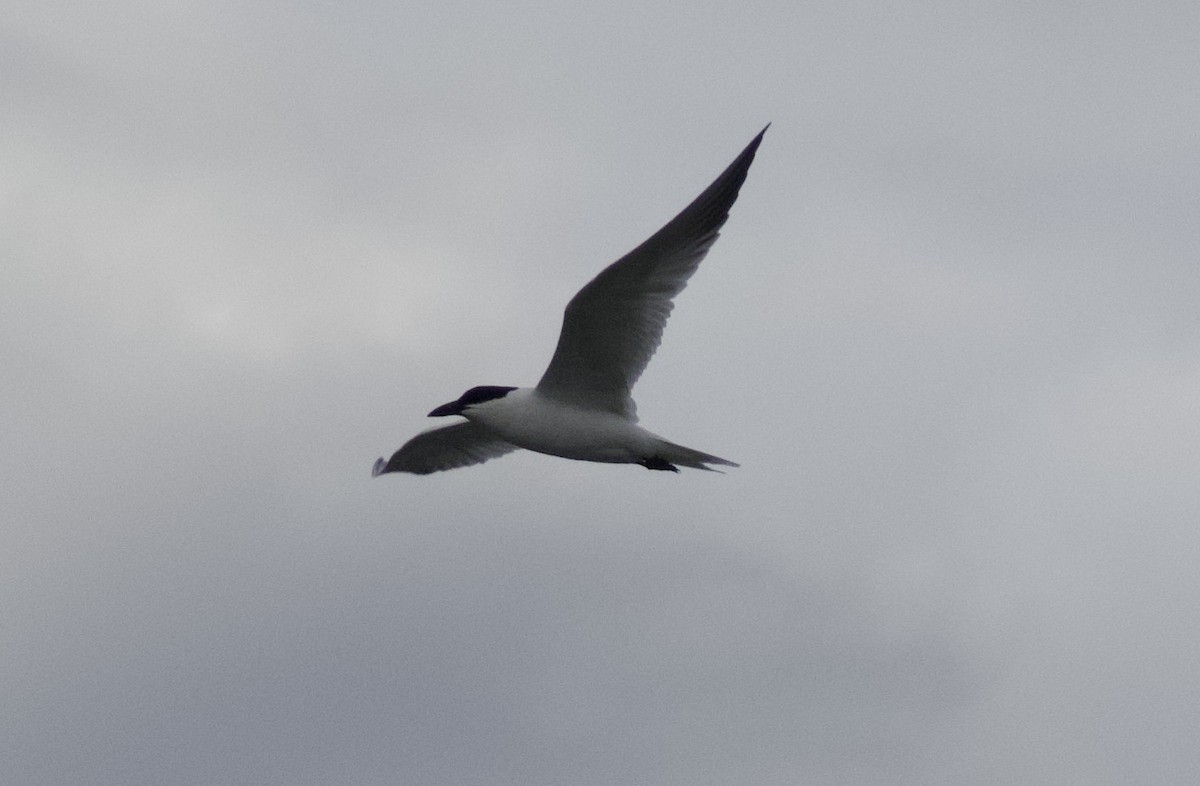 Australian Tern - ML616605759