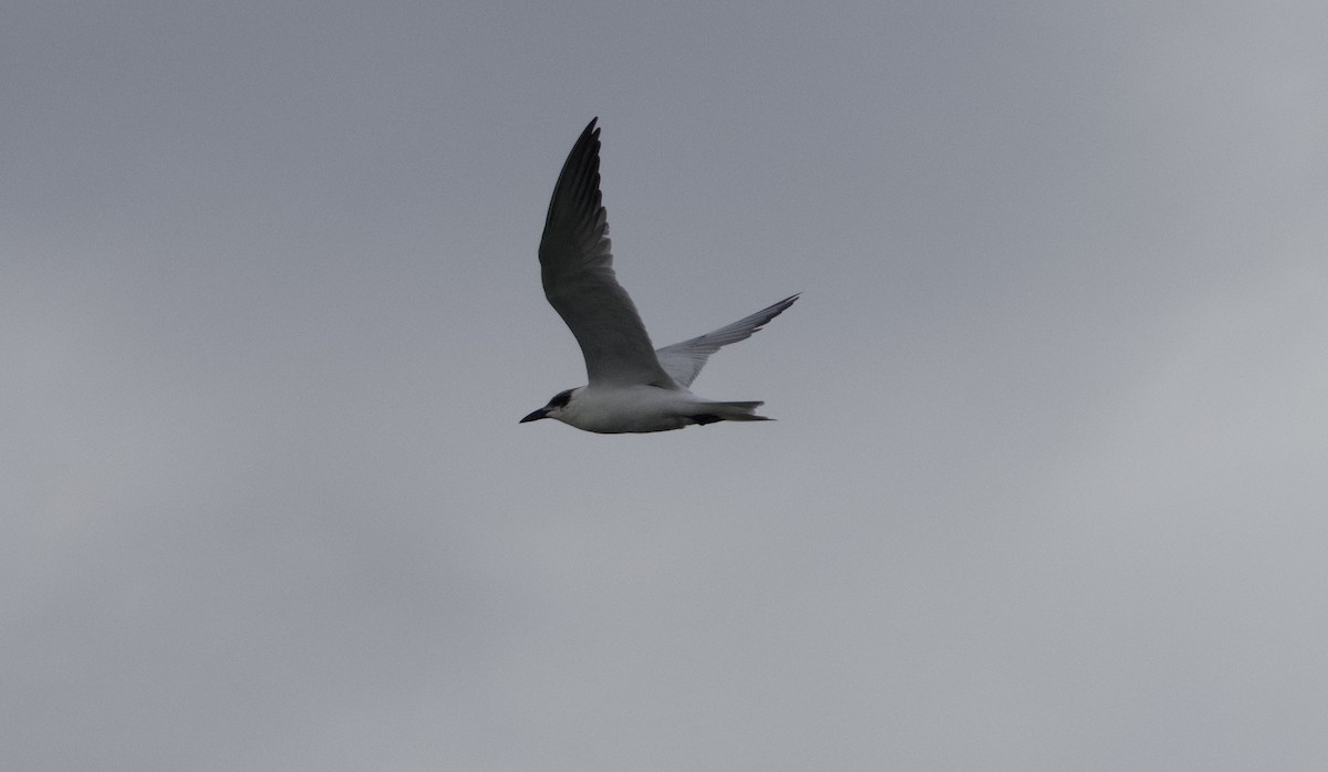 Australian Tern - ML616605766