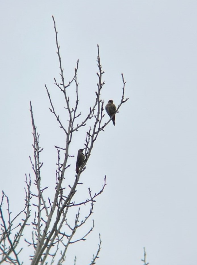 American Kestrel - ML616605882