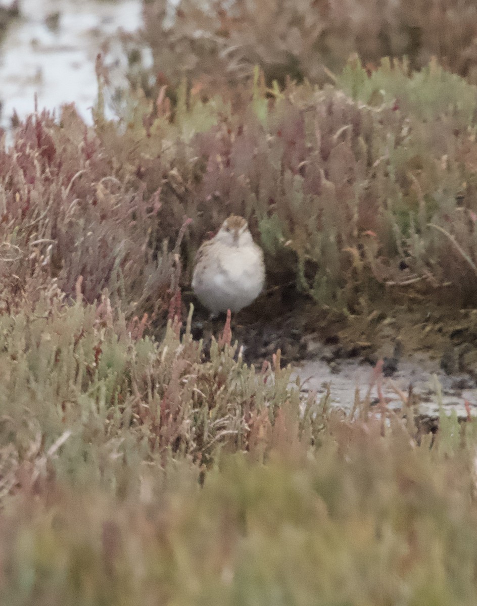 Sharp-tailed Sandpiper - ML616605930