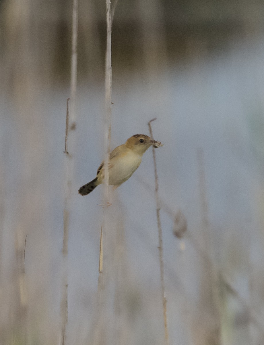 Golden-headed Cisticola - ML616605981