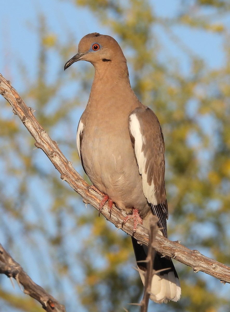 White-winged Dove - ML616605996