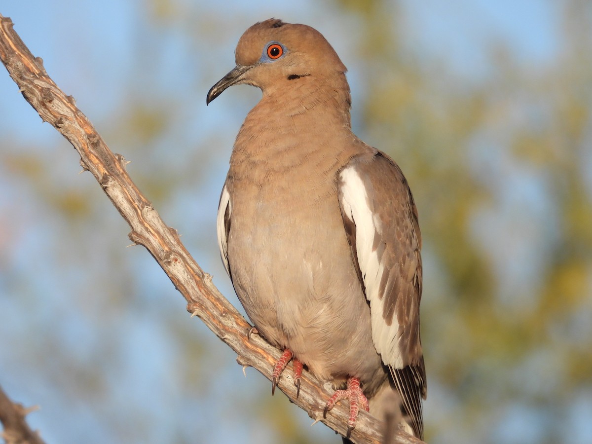 White-winged Dove - ML616605997