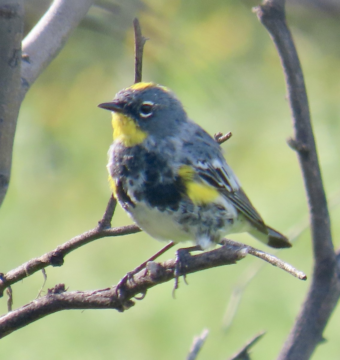 Yellow-rumped Warbler - Don Witter