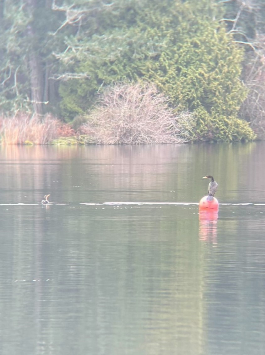 Double-crested Cormorant - ML616606032