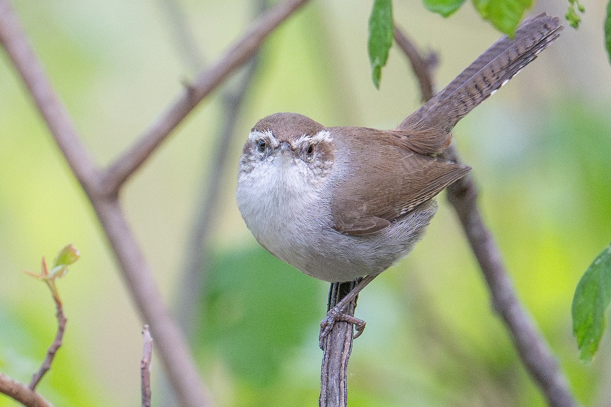 Bewick's Wren (spilurus Group) - Karen Kreiger