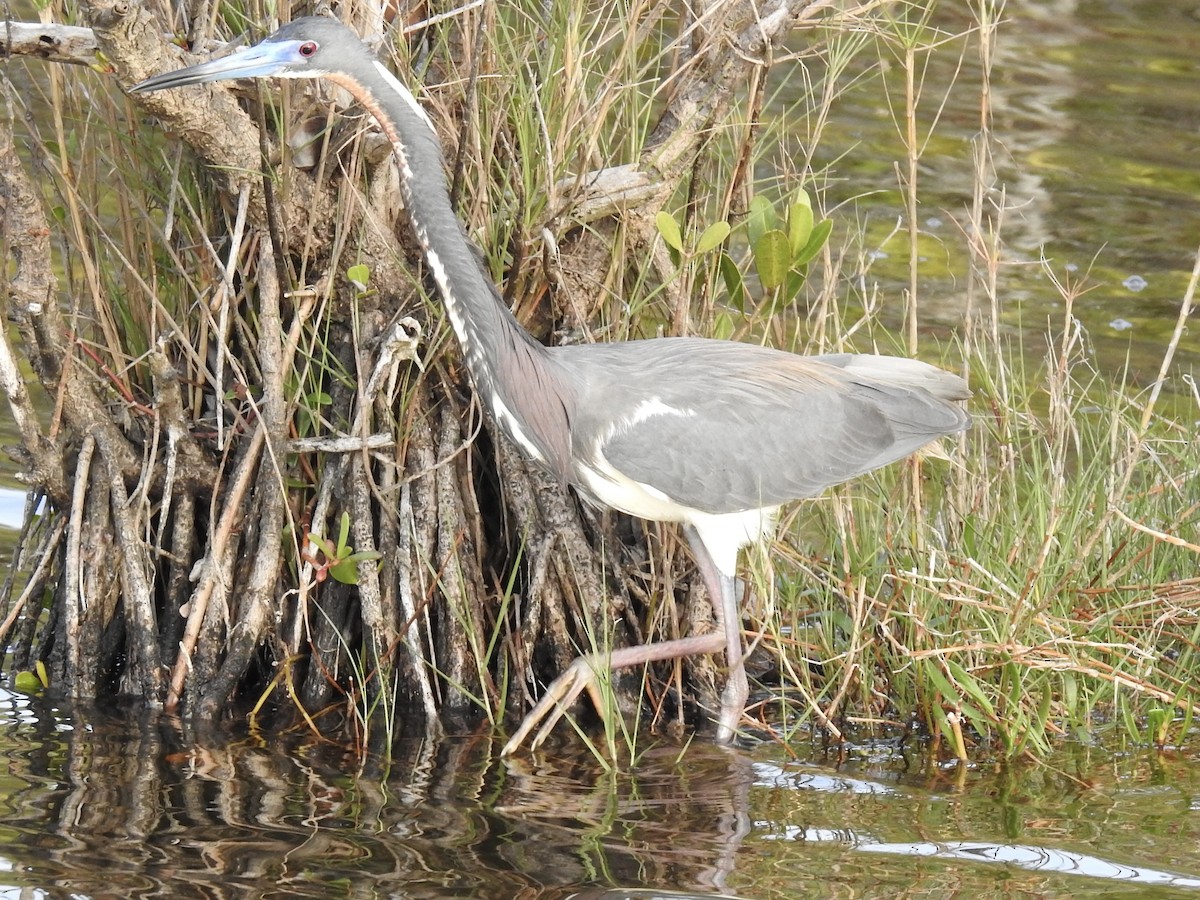 Tricolored Heron - ML616606056