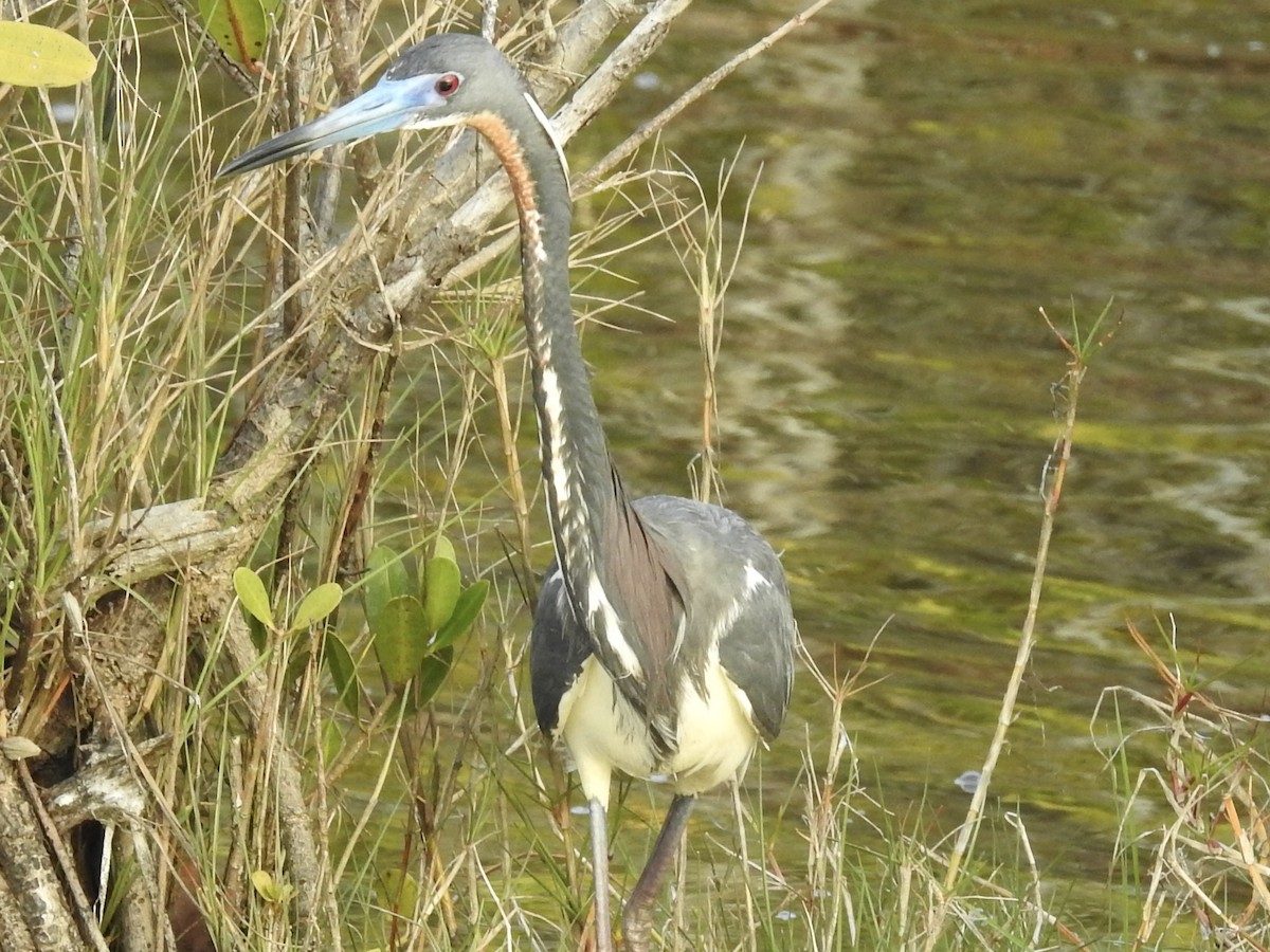 Tricolored Heron - ML616606060