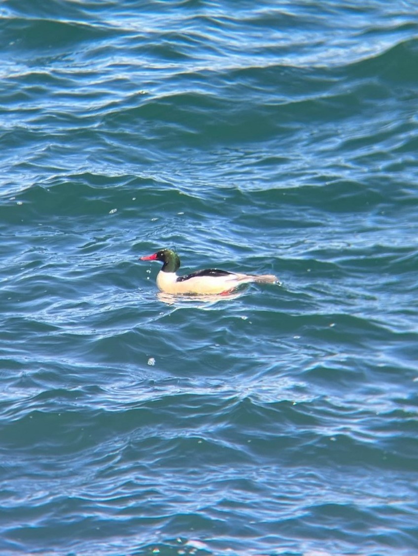 Common Merganser - Jana Engel