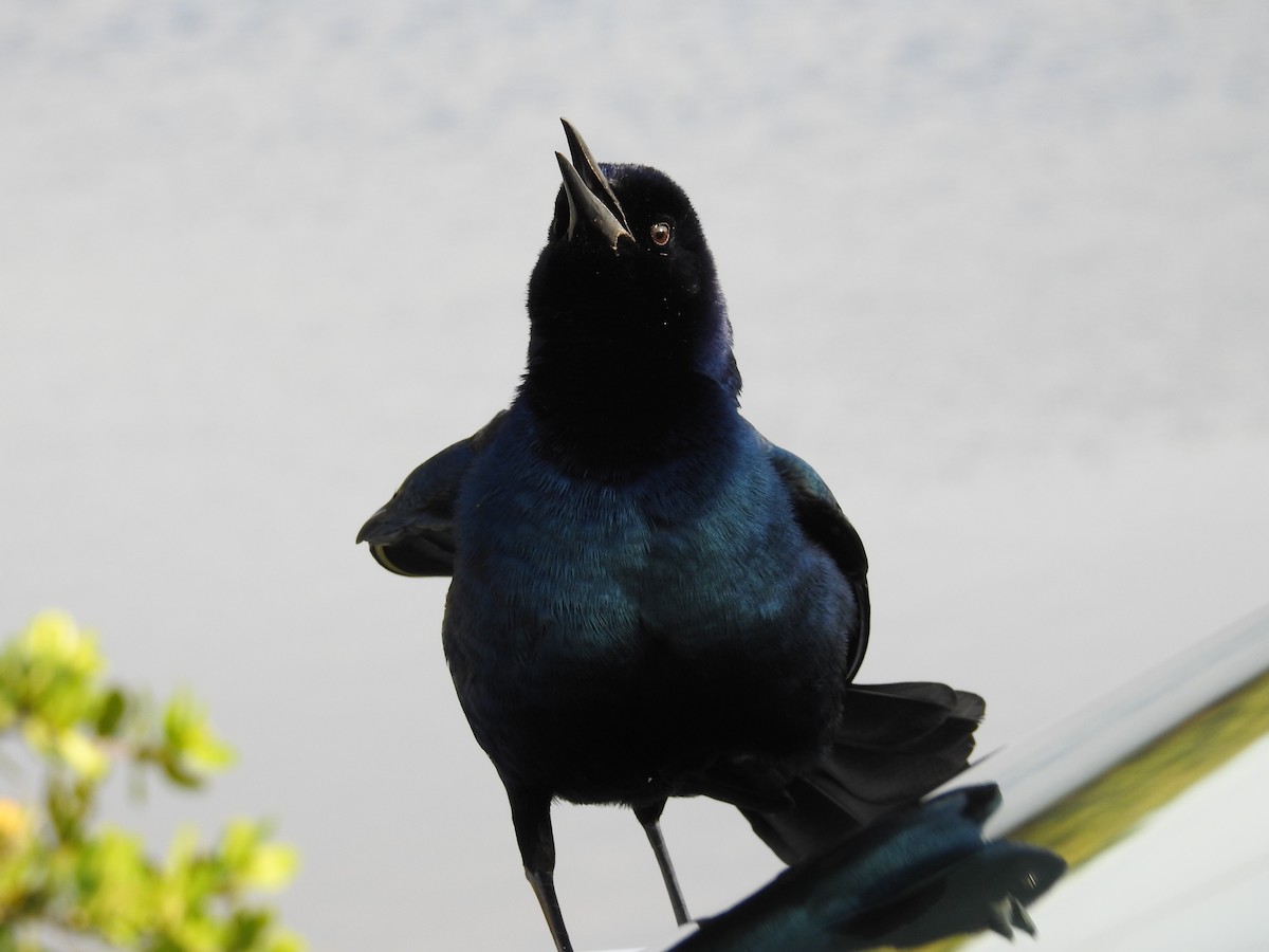 Boat-tailed Grackle - Kim Liebich ☀️🦤